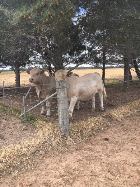Pure Murray Grey Bulls