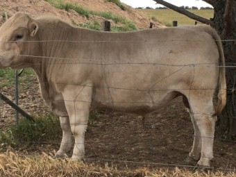 Pure Murray Grey Bulls