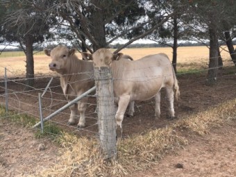 Pure Murray Grey Bulls