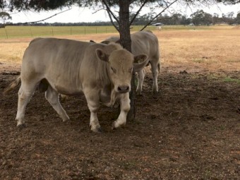 Pure Murray Grey Bulls