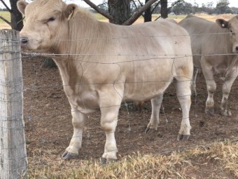 Pure Murray Grey Bulls