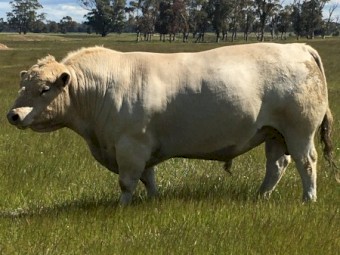 Pure Murray Grey bull  To be sold at Echuca Saleyards Tuesday 26/10/21