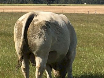 Pure Murray Grey bull  To be sold at Echuca Saleyards Tuesday 26/10/21