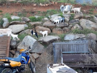Miniature Goats - 3yo and under