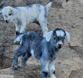 Miniature Goats - 3yo and under