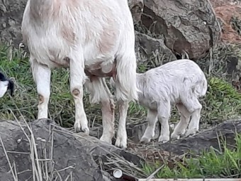 Miniature Goats - 3yo and under