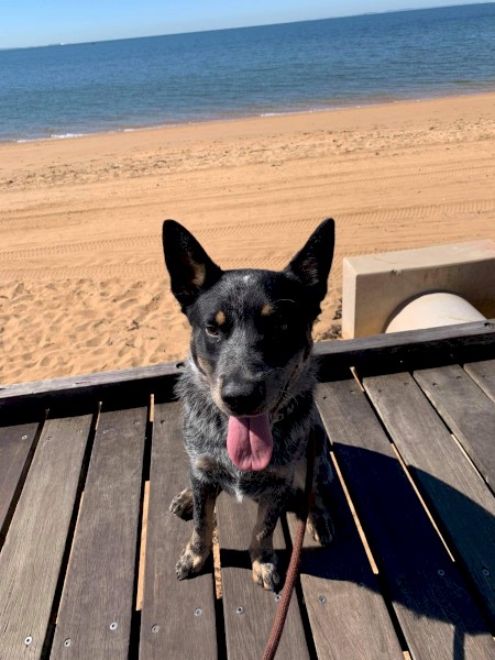 13-month-old blue heeler