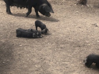 Pure breed large English black piglets for sale 