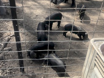 Pure breed large English black piglets for sale 