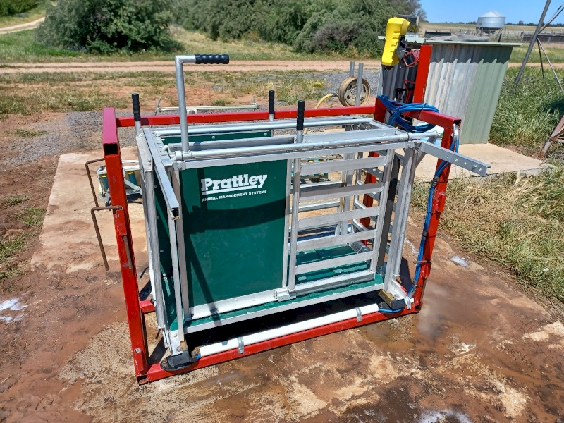 Sheep weigh crate Prattley with Tru Test weigh scales