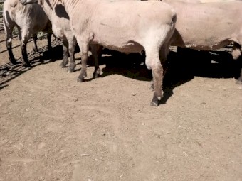 8 Southdown X Black Suffolk Rams