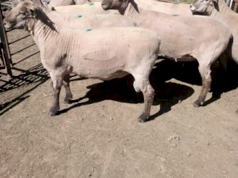 8 Southdown X Black Suffolk Rams