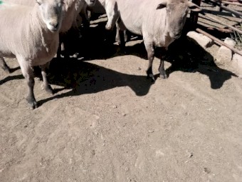 8 Southdown X Black Suffolk Rams