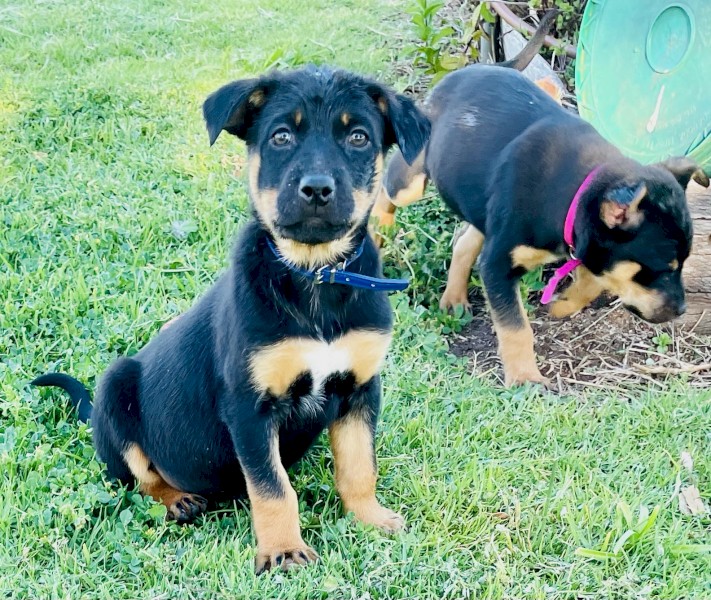 Kelpie Puppies