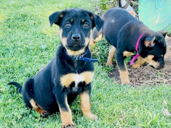 Kelpie Puppies