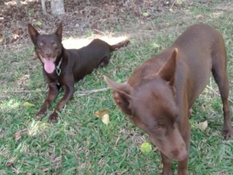 1yo Male Kelpie