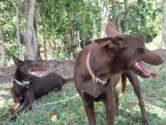 1yo Male Kelpie