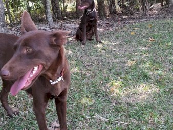 1yo Male Kelpie