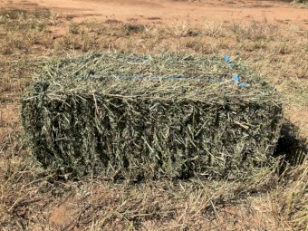 Lucerne Hay Small Squares 1st, 2nd & 3rd cut from 2020-21 + first cut from 2021-22 season.  Approx. 1000 bales all up.  Wanted to clear - Make an offer and come pick up. 