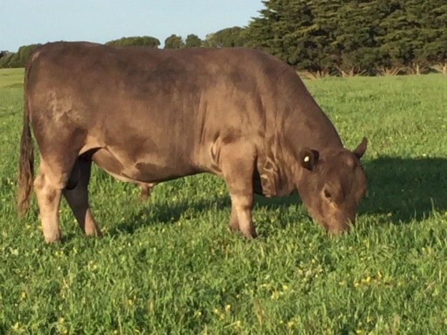 SquareMeater bull