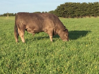 SquareMeater bull