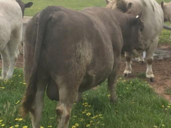 SquareMeater bull