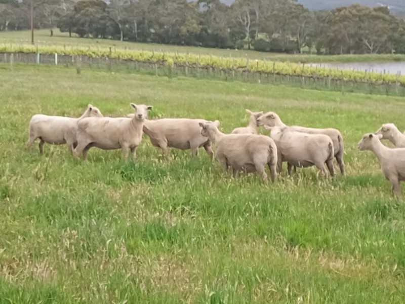 12 x quality Southdown ewes