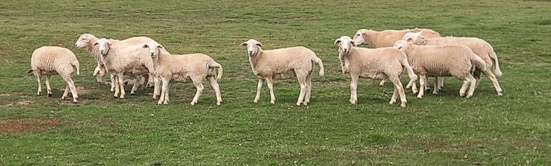 AUSTRALIAN WHITE EWE LAMBS x 27 FLOCK AUSSIE WHITE FUTURE BREEDERS