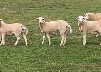 AUSTRALIAN WHITE EWE LAMBS x 27 FLOCK AUSSIE WHITE FUTURE BREEDERS