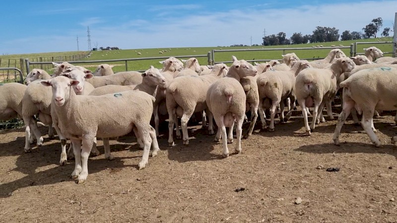 White Suffolk Rams