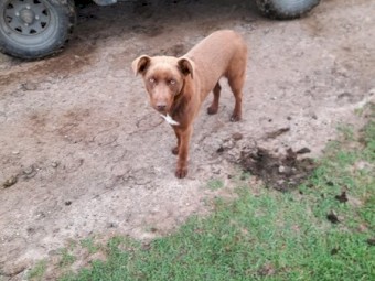 Kelpie/ Border Collie Pup