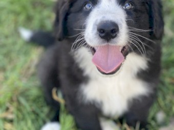 Border Collie Pup