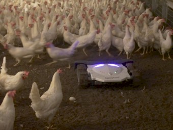 Poultry Robot for floor egg reduction