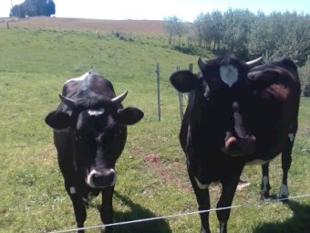 2 x Jersey x  first year heffers, great condition , both in calf 