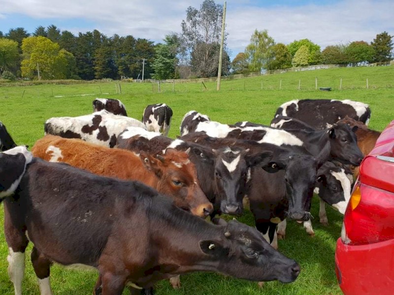 17 Friesan Steers