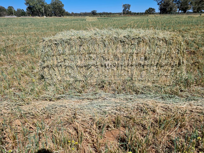 Oaten hay