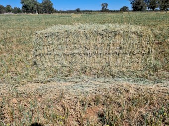 Oaten hay