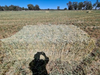 Oaten hay