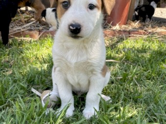 Border Collie x 