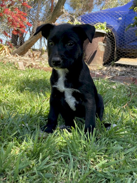 Kelpie x 