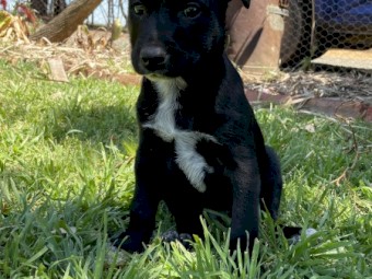 Kelpie x 