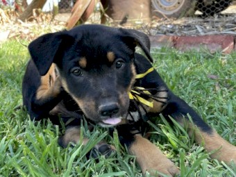 Kelpie x 