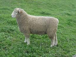 10 Romney Ewes