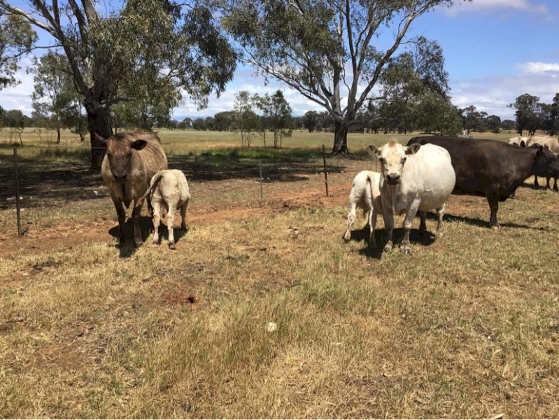 Murray Grey Cows & Calves *No GST Applies*