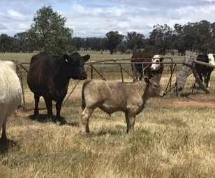 Murray Grey Cows & Calves *No GST Applies*