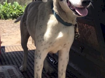 Kelpie X Pups