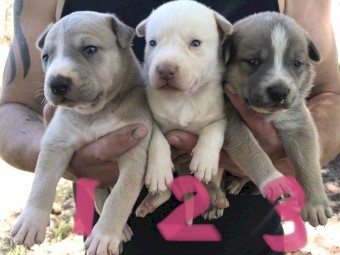 Kelpie X Pups