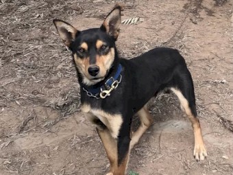 Kelpie X Pups