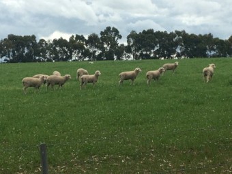 100 first cross ewe lambs