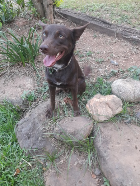 1yo Male Kelpie